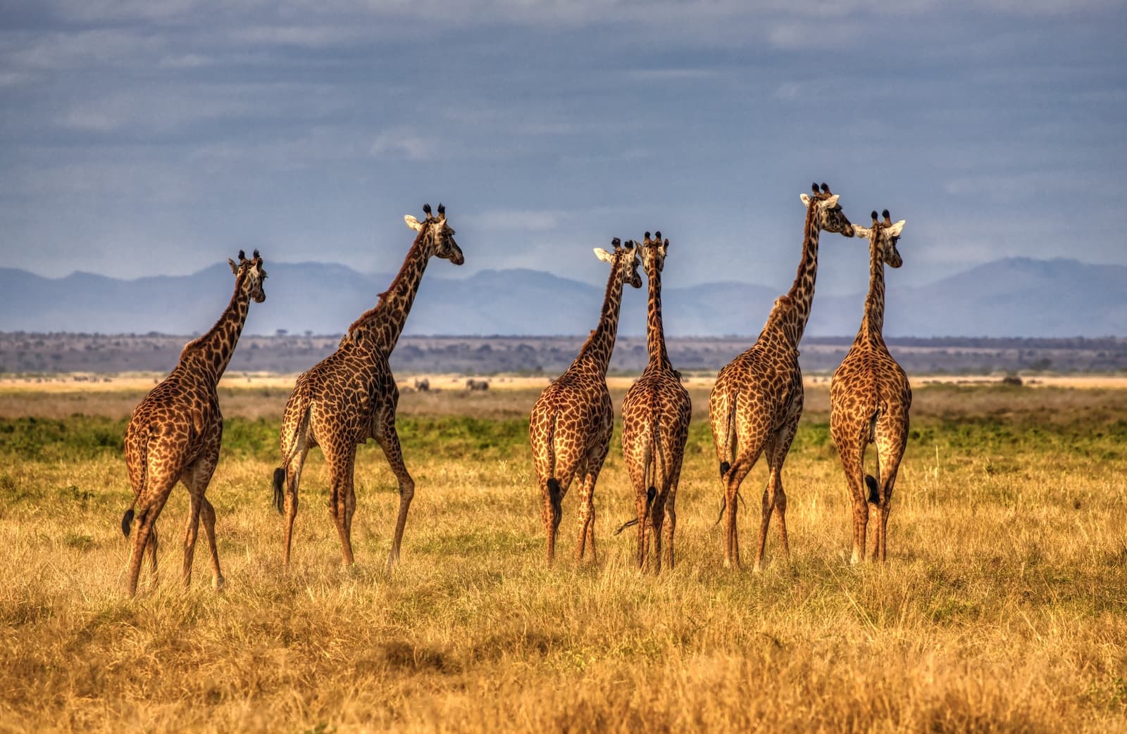 Safari landscape with giraffes