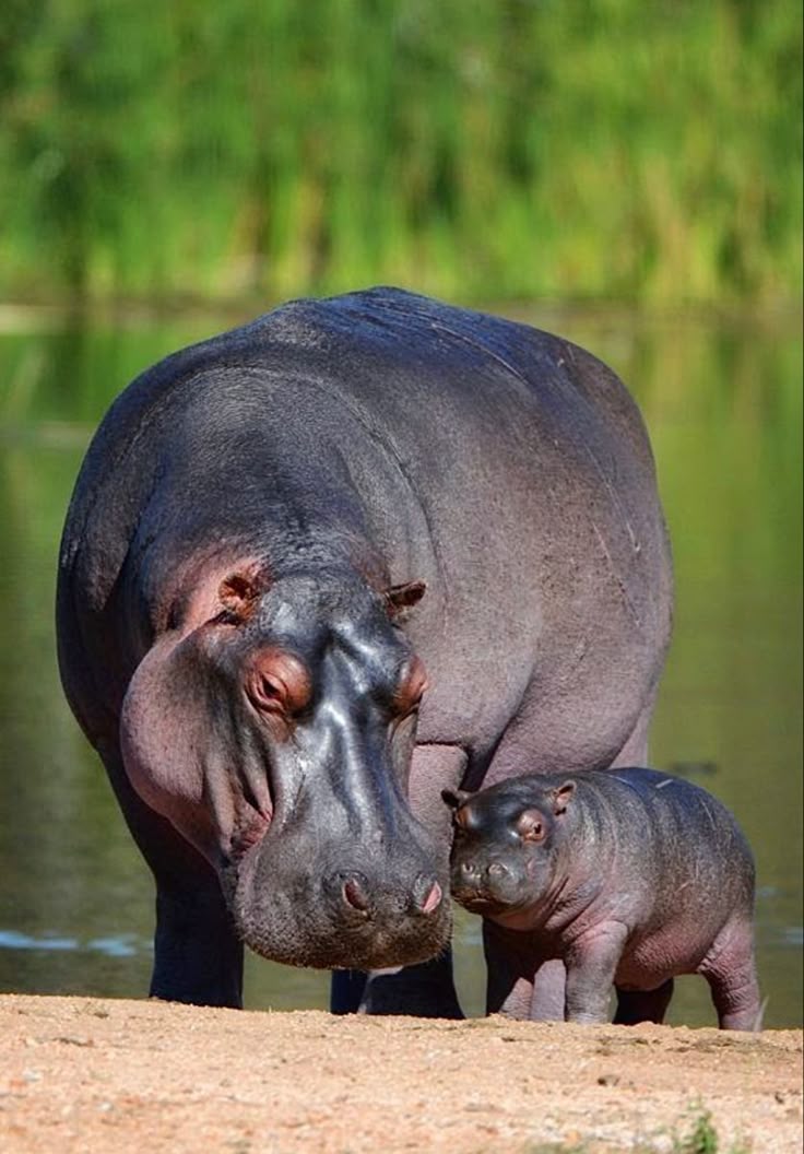 Safari landscape