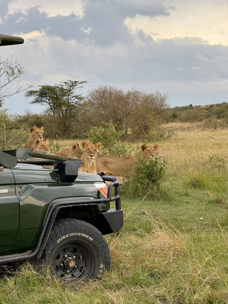 Safari landscape