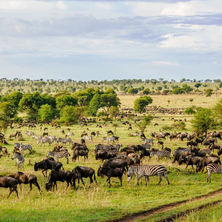 Safari landscape