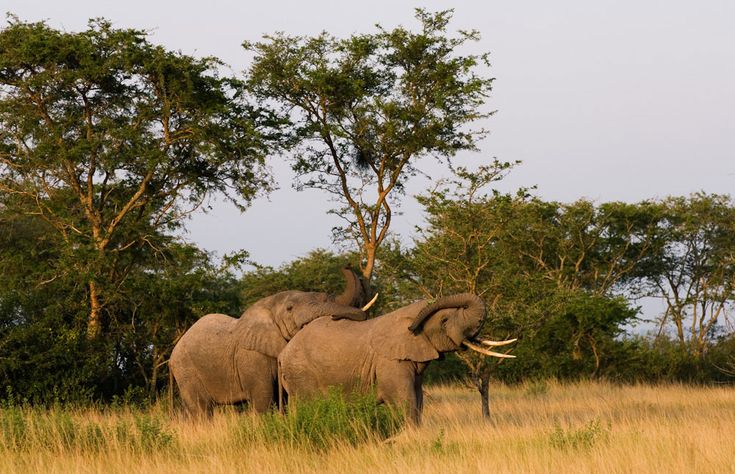Queen Elizabeth National Park