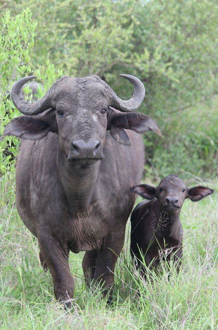 8 days Kenya big 5 and Rhino Tracking Safari